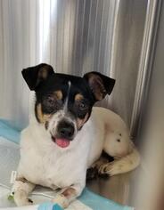 Rat Terrier Dogs for adoption in San Martin, CA, USA