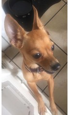 Chihuahua Dogs for adoption in Dana Point, CA, USA