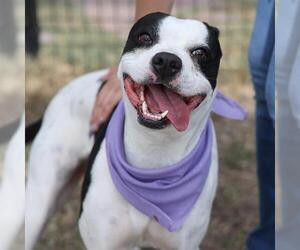 American Staffordshire Terrier-Unknown Mix Dogs for adoption in San Antonio, TX, USA