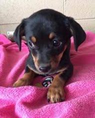 Chiweenie Dogs for adoption in Littleton, CO, USA