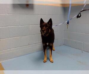 Mutt Dogs for adoption in Moreno Valley, CA, USA