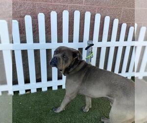 Mastiff Dogs for adoption in Modesto, CA, USA