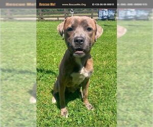 American Staffordshire Terrier Dogs for adoption in Benton, PA, USA
