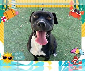 Boxer-Unknown Mix Dogs for adoption in Ojai, CA, USA