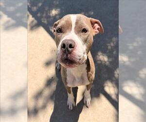 Mutt Dogs for adoption in Tulsa, OK, USA