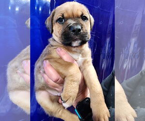 American Pit Bull Terrier-Labrador Retriever Mix Dogs for adoption in Clarkston, MI, USA