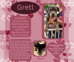 Doberman Pinscher Dogs for adoption in Rancho Cordova, CA, USA
