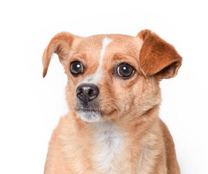 Chihuahua Dogs for adoption in West Hollywood, CA, USA