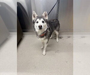Siberian Husky Dogs for adoption in Fairbanks, AK, USA