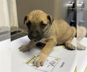 German Shepherd Dog-Unknown Mix Dogs for adoption in Visalia, CA, USA