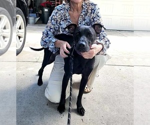 Mutt Dogs for adoption in Sheboygan, WI, USA