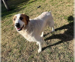 Great Pyrenees-Unknown Mix Dogs for adoption in Plano, TX, USA