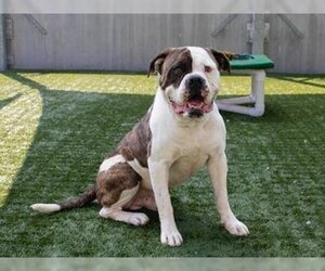 American Bulldog Dogs for adoption in Pasadena, CA, USA