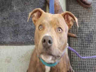 Bullboxer Pit Dogs for adoption in Missoula, MT, USA