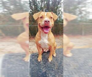 Bulldog-Unknown Mix Dogs for adoption in Fort Walton Beach, FL, USA