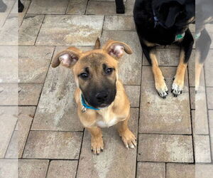 Mutt Dogs for adoption in Woodbury, NY, USA