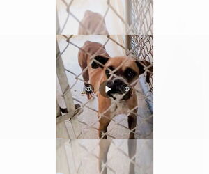 Boxer Dogs for adoption in Austin, TX, USA