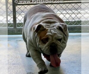 Bulldog Dogs for adoption in Downey, CA, USA