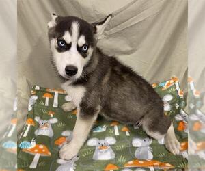 Siberian Husky-Unknown Mix Dogs for adoption in Modesto, CA, USA