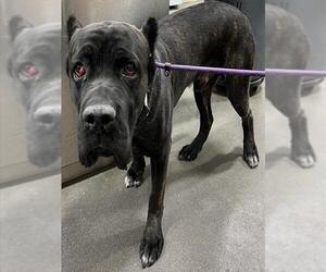 Mutt Dogs for adoption in Forestville, MD, USA