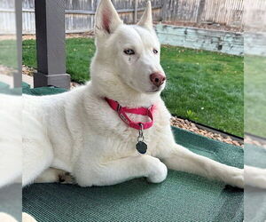 Siberian Husky Dogs for adoption in Omaha, NE, USA