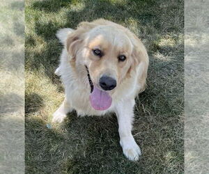 Golden Retriever Dogs for adoption in Grovertown, IN, USA