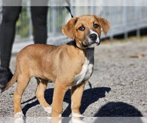 Shepradors Dogs for adoption in San Bernardino, CA, USA