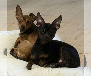 Chihuahua-Unknown Mix Dogs for adoption in Topeka, KS, USA