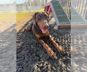 Doberman Pinscher Dogs for adoption in Riverside, CA, USA