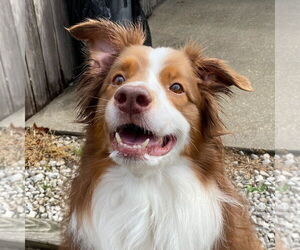 Australian Shepherd-Unknown Mix Dogs for adoption in Canton, CT, USA