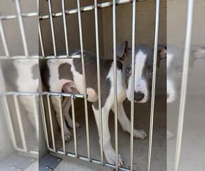 American Pit Bull Terrier-Unknown Mix Dogs for adoption in Oklahoma City, OK, USA