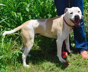 American Bulldog-Unknown Mix Dogs for adoption in Payson, AZ, USA