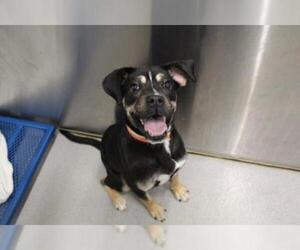 Shug Dogs for adoption in Grasswood, Saskatchewan, Canada