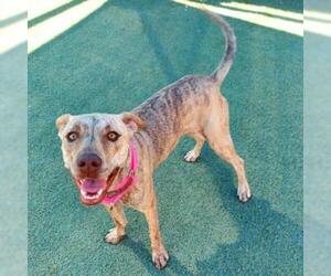 Plott Hound Dogs for adoption in Tempe, AZ, USA