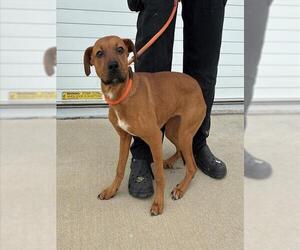 Staffordshire Bull Terrier-Unknown Mix Dogs for adoption in Louisville, KY, USA