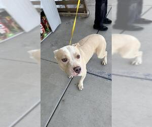 American Pit Bull Terrier Dogs for adoption in Bakersfield, CA, USA