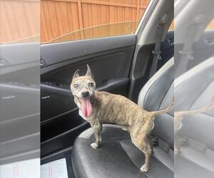 Chihuahua Dogs for adoption in Tracy, CA, USA