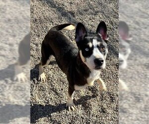 Alaskan Malamute-Unknown Mix Dogs for adoption in Peoria, IL, USA