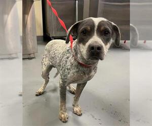 Australian Cattle Dog-Unknown Mix Dogs for adoption in Riverside, CA, USA