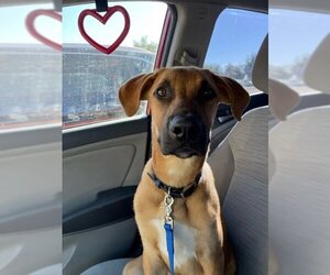 Black Mouth Cur Dogs for adoption in Modesto, CA, USA