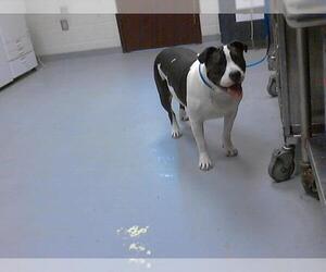 American Pit Bull Terrier Dogs for adoption in Fayetteville, NC, USA