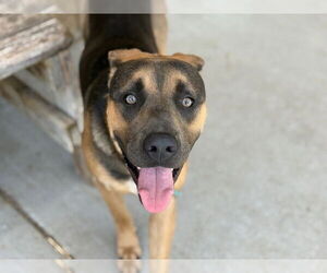 American Pit Bull Terrier-German Shepherd Dog Mix Dogs for adoption in Tulsa, OK, USA