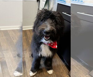 Old English Sheepdog-white german shepherd Mix Dogs for adoption in Winter Park, CO, USA