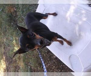 Miniature Pinscher Dogs for adoption in Bonifay, MO, USA