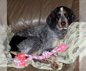 Coonhound Dogs for adoption in Ontario, Ontario, Canada