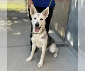 Siberian Husky-Unknown Mix Dogs for adoption in Modesto, CA, USA