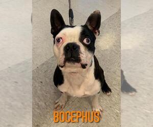 Boston Terrier Dogs for adoption in House Springs, MO, USA