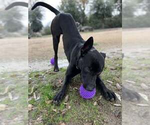 Labrador Retriever-Unknown Mix Dogs for adoption in Martinez, CA, USA