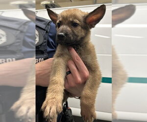 German Shepherd Dog-Great Pyrenees Mix Dogs for adoption in Fort Wayne, IN, USA
