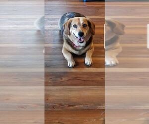 Beagi Dogs for adoption in Fairmont, WV, USA